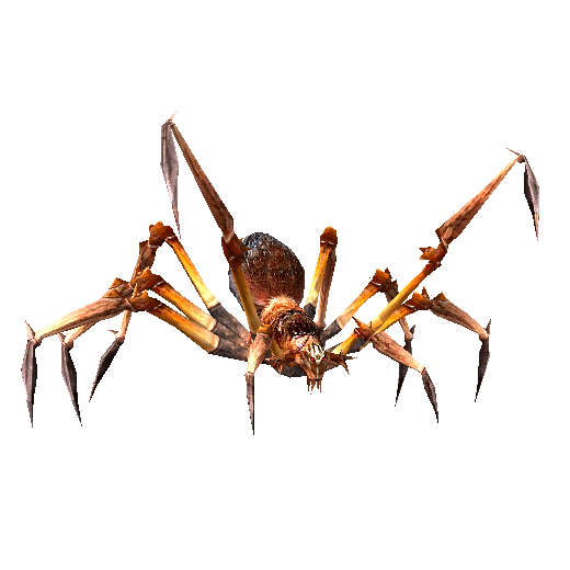 Aranha